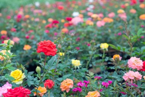 ミニバラ 地植え 花