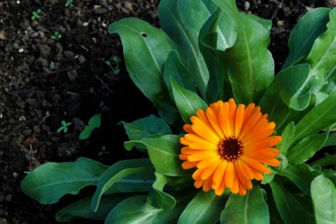 キンセンカ カレンデュラ 土 植える