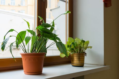 観葉植物 窓辺 窓ぎわ