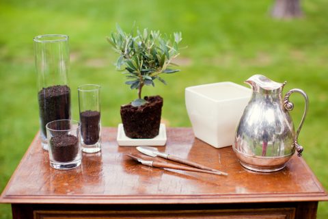 オリーブ 観葉植物 植え替え