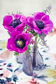 アネモネ 花瓶 水挿し
