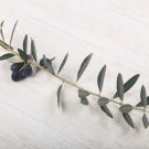 オリーブの挿し木|増やし方のコツは?取り木でも増やせる? オリーブ