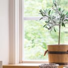 オリーブの木の育て方!鉢の植え替えや室内で挿し木する方法は? オリーブ