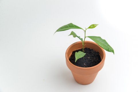 ガジュマル 挿し木 苗