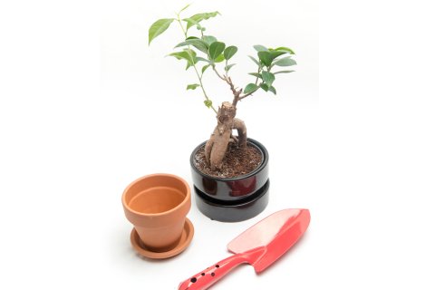ガジュマル 植え替え