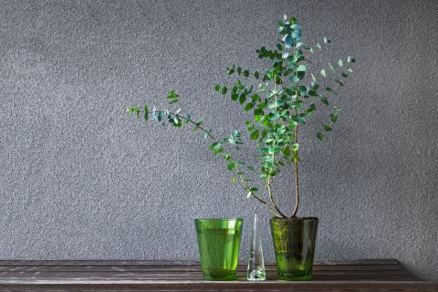 ユーカリ 鉢植え 室内