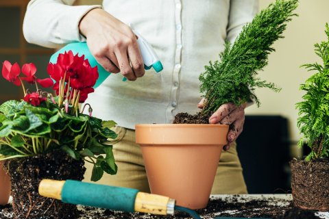 植え替え 鉢 植物 水や