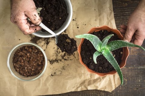 アロエ 植え替え