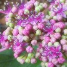 ガクアジサイ(額紫陽花)の育て方!剪定の時期と方法は? アジサイ