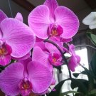 胡蝶蘭の花言葉の意味や由来!種類や品種、開花時期や見頃の季節は? コチョウラン