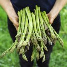 【野菜のプロ監修】アスパラガスの栽培!育て方のポイントや苗植えの時期と方法は? アスパラガス