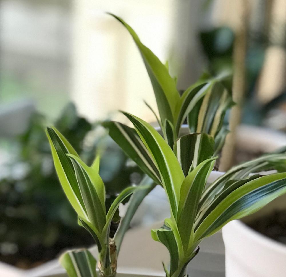 ドラセナ(幸福の木)の育て方!挿し木や植え替え、剪定の方法は? - horti 〜ホルティ〜 by GreenSnap