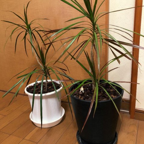 ドラセナ(幸福の木)の育て方!挿し木や植え替え、剪定の方法は? - horti 〜ホルティ〜 by GreenSnap