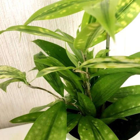 ドラセナ(幸福の木)の育て方!挿し木や植え替え、剪定の方法は? - horti 〜ホルティ〜 by GreenSnap