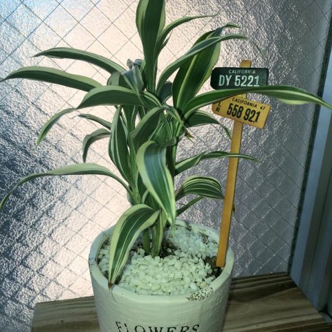 ドラセナ(幸福の木)の育て方!挿し木や植え替え、剪定の方法は? - horti 〜ホルティ〜 by GreenSnap