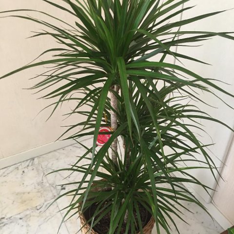 ドラセナ(幸福の木)の育て方!挿し木や植え替え、剪定の方法は? - horti 〜ホルティ〜 by GreenSnap