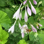 ギボウシの花言葉 花の種類や時期 見頃の季節は Horti ホルティ By Greensnap ギボウシの花言葉 花の種類や時期 見頃の季節は Horti ホルティ By Greensnap