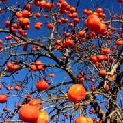 柿 カキ の木の剪定 時期や方法 手入れのポイントは Horti ホルティ By Greensnap