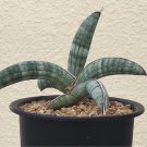 サンスベリア(トラノオ/虎の尾)とは?花は咲く?種類の紹介、風水や縁起のよい花言葉は? サンスベリア