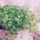 ペペロミアの育て方と増やし方!植え替えや挿し木の方法は? ペペロミア