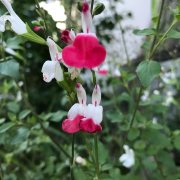 チェリーセージ サルビアミクロフィラ の花言葉 種類や効能は Horti ホルティ By Greensnap