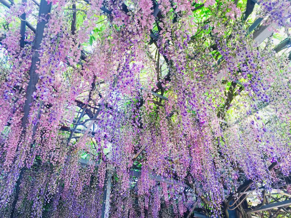 フジ(藤)の花の育て方!種や苗の鉢植え時期と方法は?剪定の時期と方法は? - horti 〜ホルティ〜 by GreenSnap