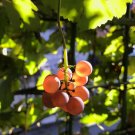 【ブドウの栽培】育て方のポイントや苗木の植え方は? ブドウ