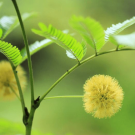 【エバーフレッシュの育て方】剪定や挿し木、植え替え、花の咲き方は? エバーフレッシュ