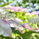 【ガクアジサイ(額紫陽花)とは?】花言葉や種類は? アジサイ