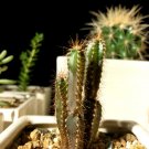 サボテンの育て方!季節ごとの水やりや増やし方のコツは?