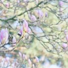 木蓮(モクレン)の育て方|苗木の鉢植えや挿し木、剪定の方法は? モクレン