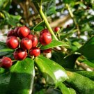 【クリスマスにプレゼントしたい花10選】花の選び方とおすすめを紹介