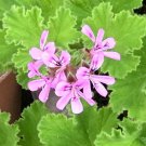 【ローズゼラニウム(センテッドゼラニウム)の効能や効果】花言葉や種類は? ゼラニウム
