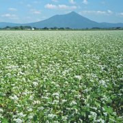 蕎麦 そば の栽培 種まきや収穫の時期 方法 育て方のコツは Horti ホルティ By Greensnap