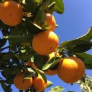 みかんの花|花言葉や花が咲く季節・時期、種類は? ミカン