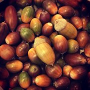 銀杏 ぎんなん の栄養や効果効能 食べ過ぎの中毒 殻の処理方法は Horti ホルティ By Greensnap