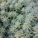 【多肉植物セダムの育て方】地植えの時期や方法は?土作り・水やりはどうする? セダム