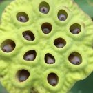 【蓮(ハス)の実とは?】気持ち悪い理由、効果・効能や食べ方は? ハス