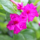 【オシロイバナの花言葉と育て方】種まきの方法や時期は?毒はある? オシロイバナ