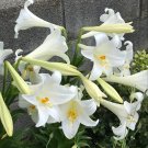 【ユリ(リリー)の種類や下位分類のまとめ】カサブランカとの違いは? オニユリ ササユリ スカシユリ テッポウユリ ユリ