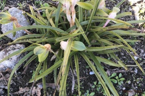 【ラン(蘭)の育て方】植え替えの時期や方法は? - HORTI 〜ホルティ〜 by GreenSnap