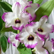 ウチョウラン 羽蝶蘭 の育て方と花言葉 球根の植え方は Horti ホルティ By Greensnap ウチョウラン 羽蝶蘭 の育て方と花言葉 球根の植え方は Horti ホルティ By Greensnap