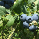 ブルーベリーの花言葉|花の種類や開花時期、季節は? ブルーベリー