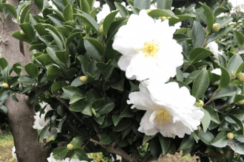 山茶花(サザンカ)の育て方|剪定時期や挿し木での増やし方は? - HORTI 〜ホルティ〜 by GreenSnap