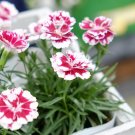 【カーネーションの育て方】鉢植えや地植え、挿し木の方法は? カーネーション