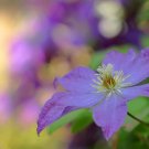 クレマチスの育て方!剪定や挿し木、植え替えの時期と方法は? クレマチス