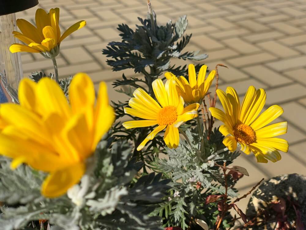 花壇に咲いている黄色いデイジー(ヒナギク)の花の画像