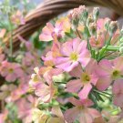 【サクラソウ(桜草)の育て方】植え替えや種まきの時期と方法は? サクラソウ