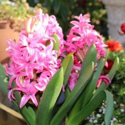 ヒヤシンス 風信子 の花言葉 花の種類や名前の意味 別名は Horti ホルティ By Greensnap