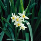 水仙の花言葉|花の種類や季節は?毒はある? スイセン